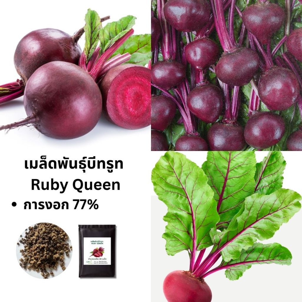 เมล็ดพันธุ์บีทรูท Ruby Queen | บีทรูทสีแดงหวาน ปลูกง่าย เหมาะปลูกกินเอง