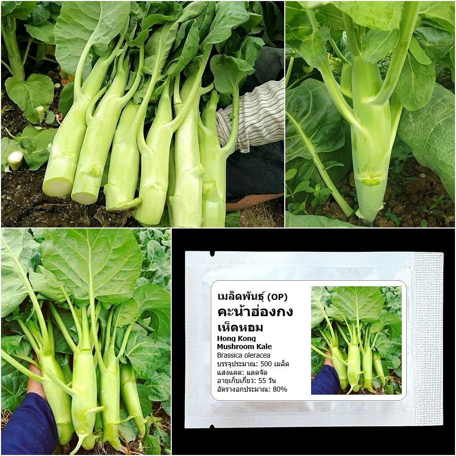 เมล็ดพันธุ์ คะน้าฮ่องกง เห็ดหอม Hong Kong Mushroom Kale Seed 500 เมล็ด คุณภาพดี ของแท้ 100%