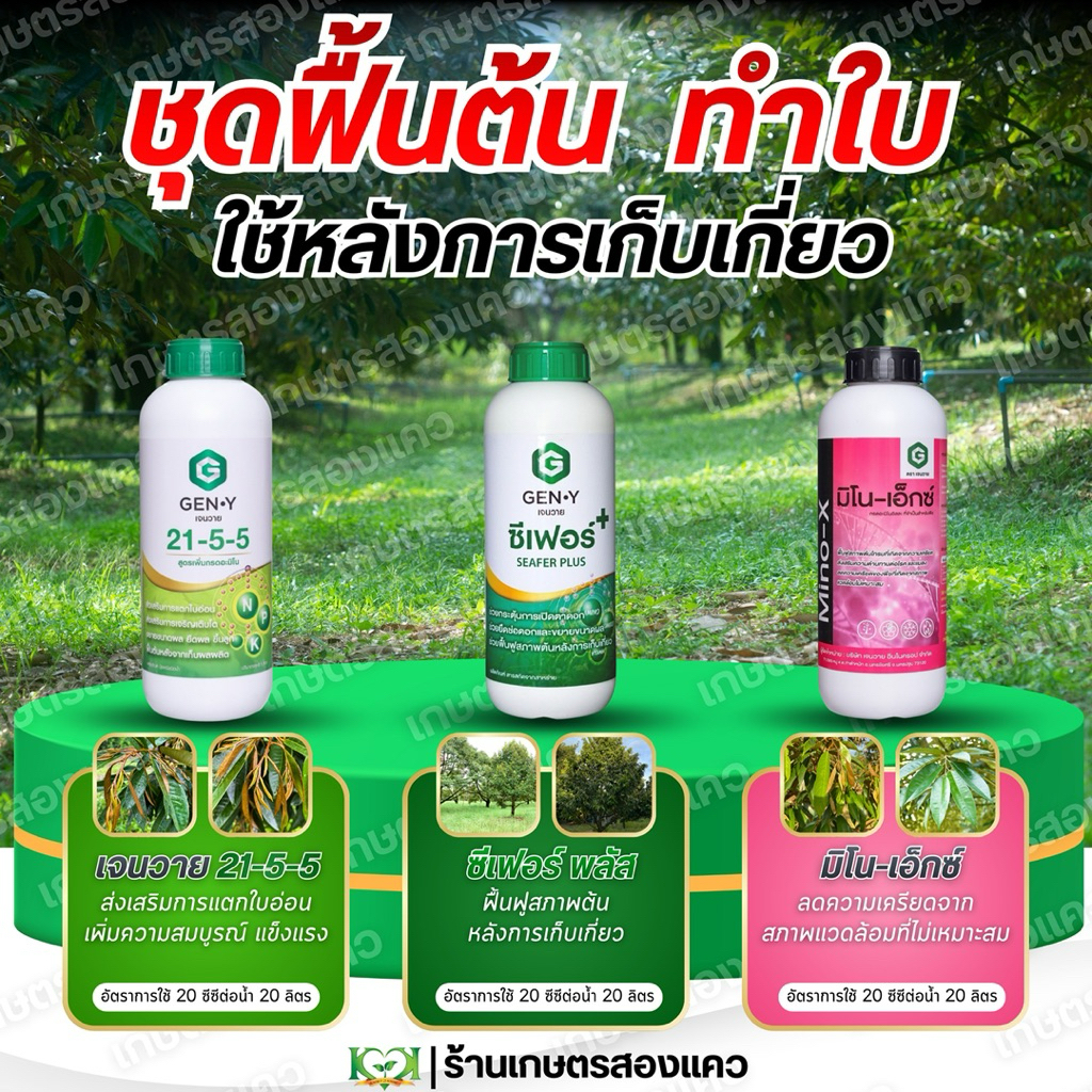 ชุดฟื้นต้นและทำใบเจนวาย : ช่วยฟื้นฟูสภาพต้นหลังการเก็บเกี่ยว ช่วยกระต้นการแตกยอดใหม่  ฟื้นฟูระบบรากให้แข็งแรง[ขนาด1ลิตร]