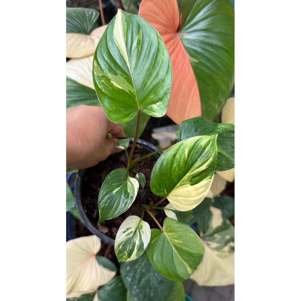 บุษราคัมด่างชมพู ไม้ชิ้นตา สองต้น กระถาง 5 นิ้ว