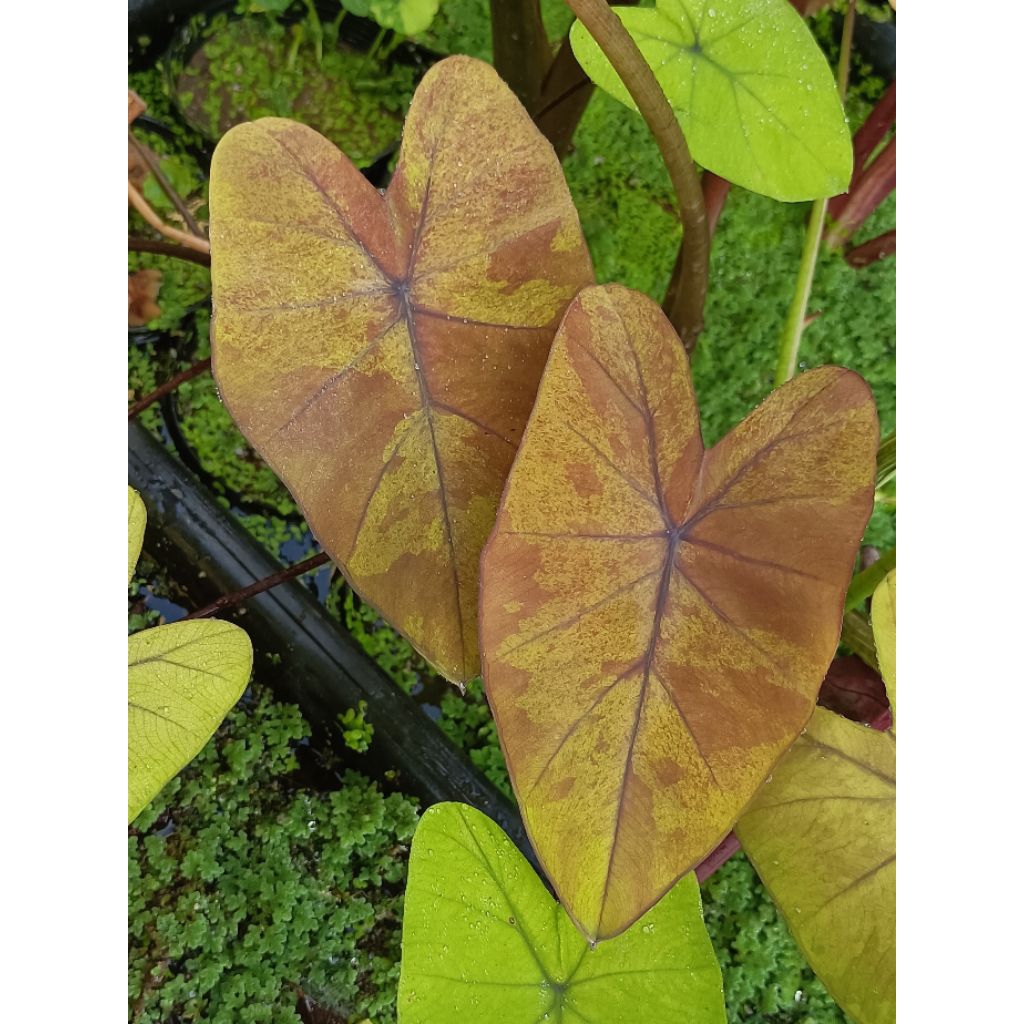 Colocasia canary.(นกขมิ้น)