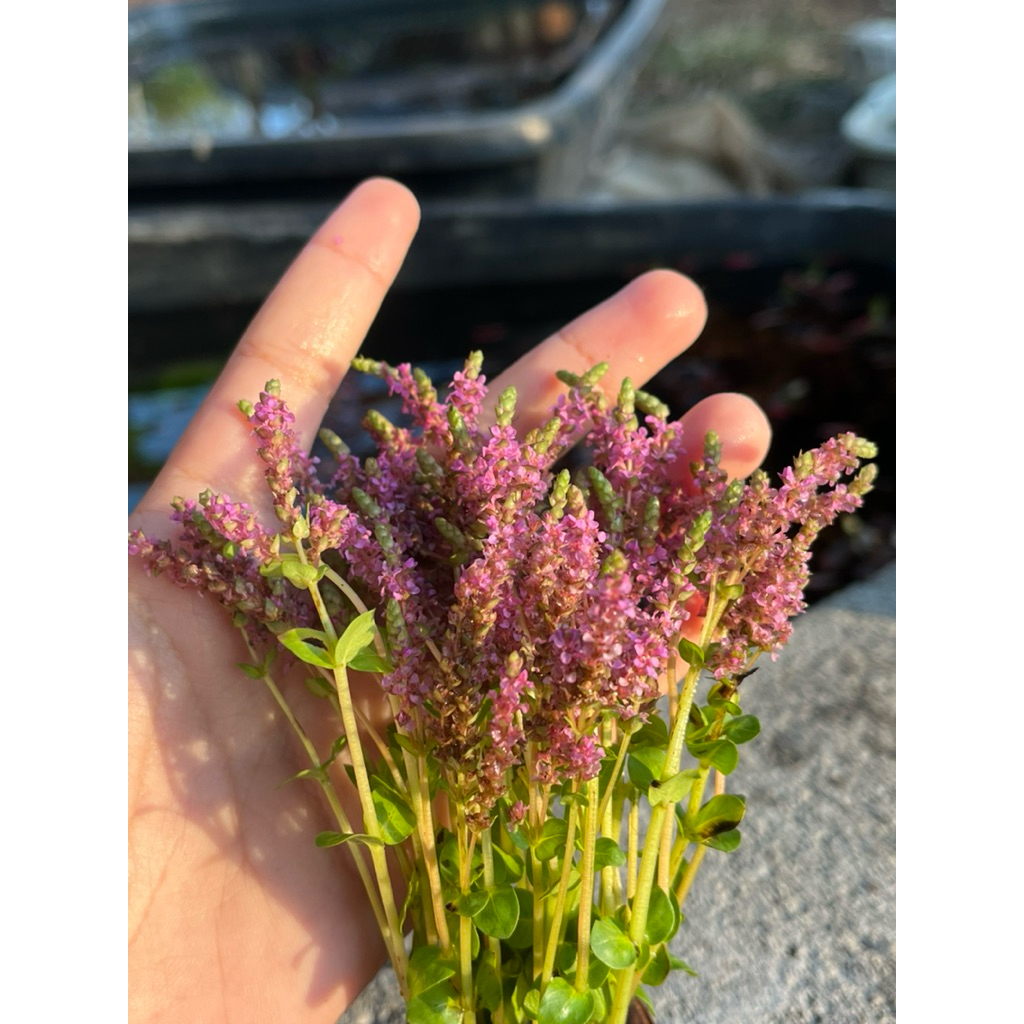 โรทาร่าดอกพิงค์(แบบกระถาง) - รูปที่ 2