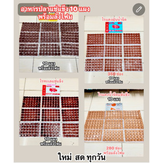 อาหารสดลูกปลา 10 แผงพร้อมลังโฟม(ส่งด่วนเท่านั้น)