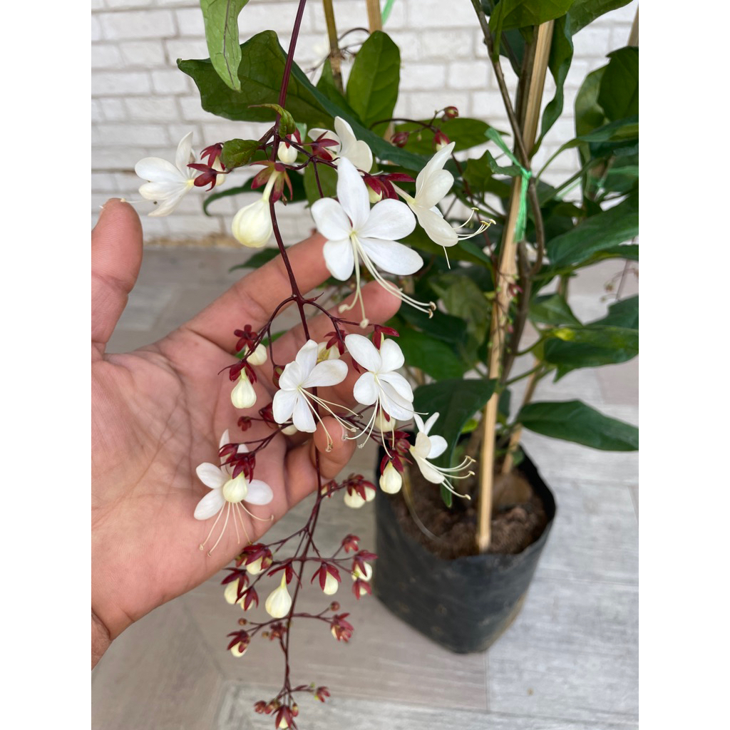 ต้นสร้อยสายเพชร (หรือ ระย้าแก้ว, พวงระย้า, สังวาลย์พระอินทร์) ถุง8”สูง70-100ซม.