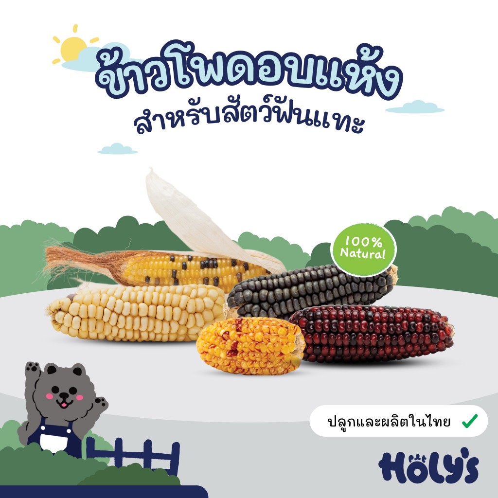 Holy's-Corn ข้าวโพดจิ๋วหลากสี ปลอดสาร ปลอดภัยสำหรับสัตว์ฟันแทะ