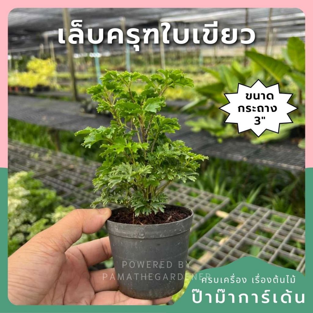 เล็บครุฑใบเขียว กระถาง 3 นิ้ว – Ming Aralia
