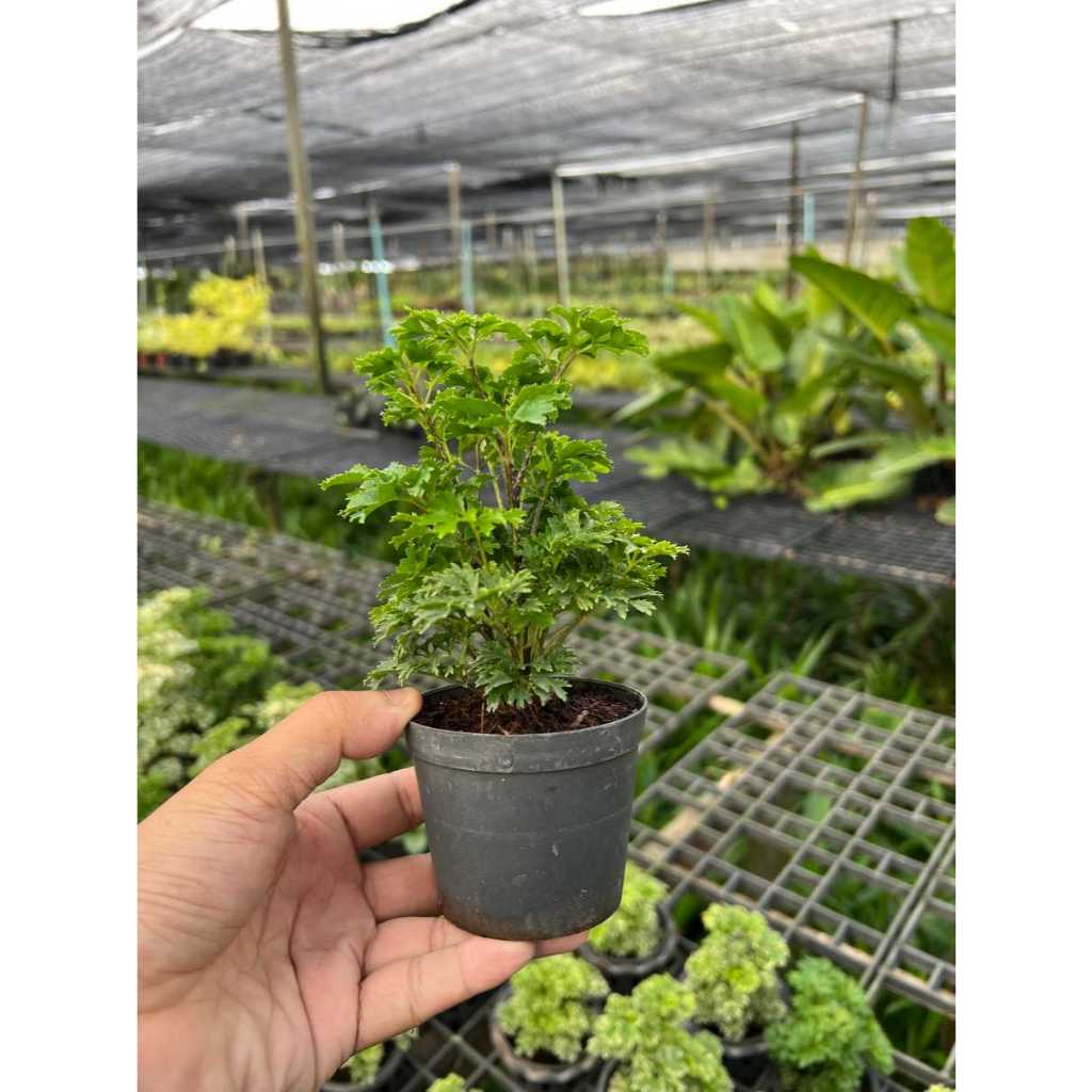 มุมมอง 2