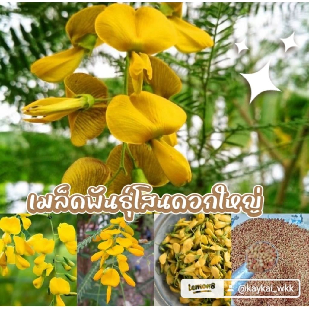 เมล็ดพันธุ์โสนดอกใหญ่  200 เมล็ด 39 บาท ซื้อ2 แถม1