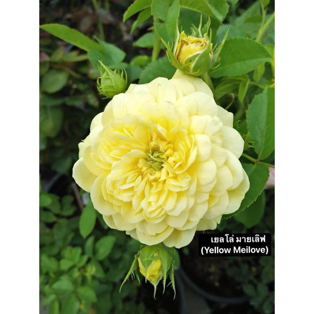 กุหลาบ-เยลโล่ มายเลิฟ “Yellow Meilove“  สีเหลือง ดอกดกเป็นพวง กลิ่นหอม เลี้ยงง่าย