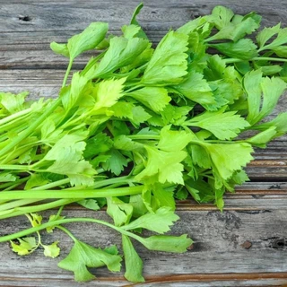 เมล็ดพันธุ์ คื่นฉ่ายจีน หนานหลิง Nan Ling Chinese Celery Seed 2000 เมล็ด คุณภาพดี ของแท้ 100%