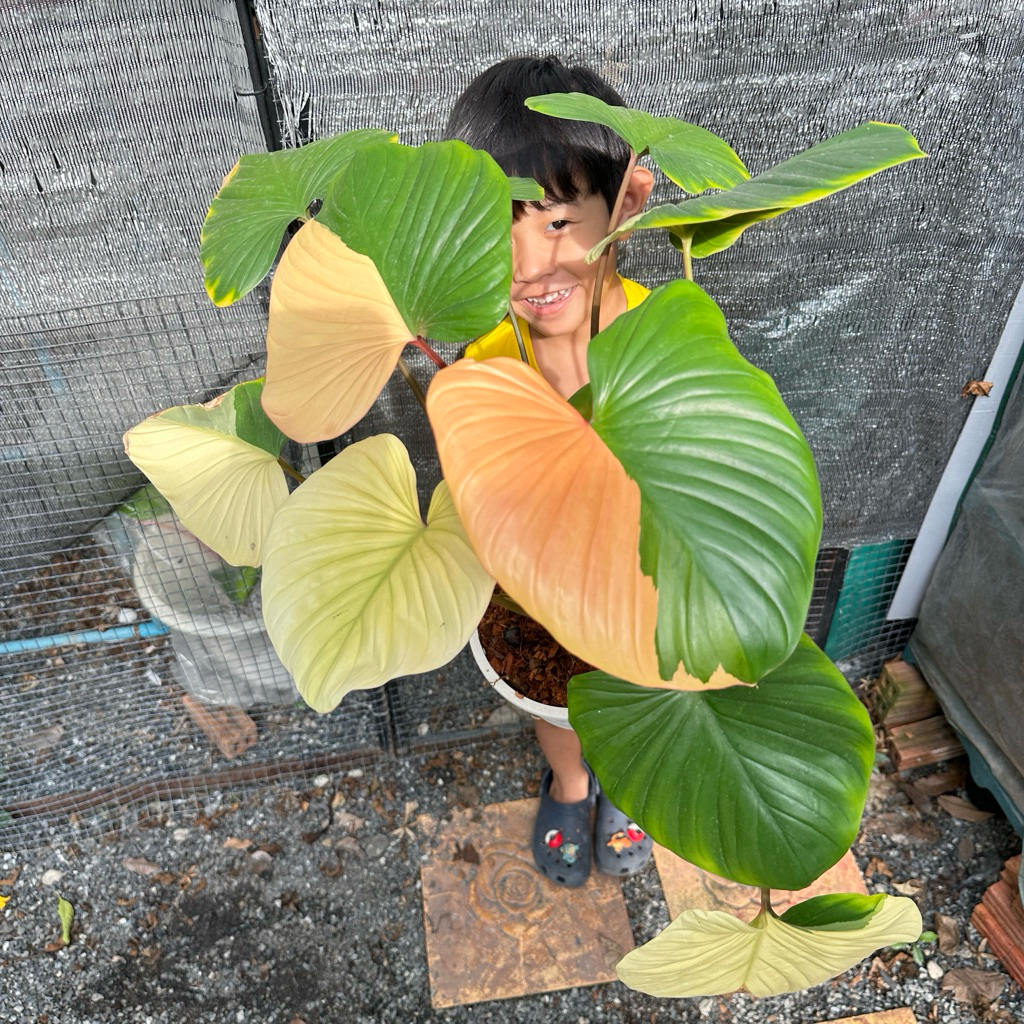 บุษราคัมด่างชมพู/บุษราคัม/สเหน่ห์จันทร์บุษราคัมด่างชมพู