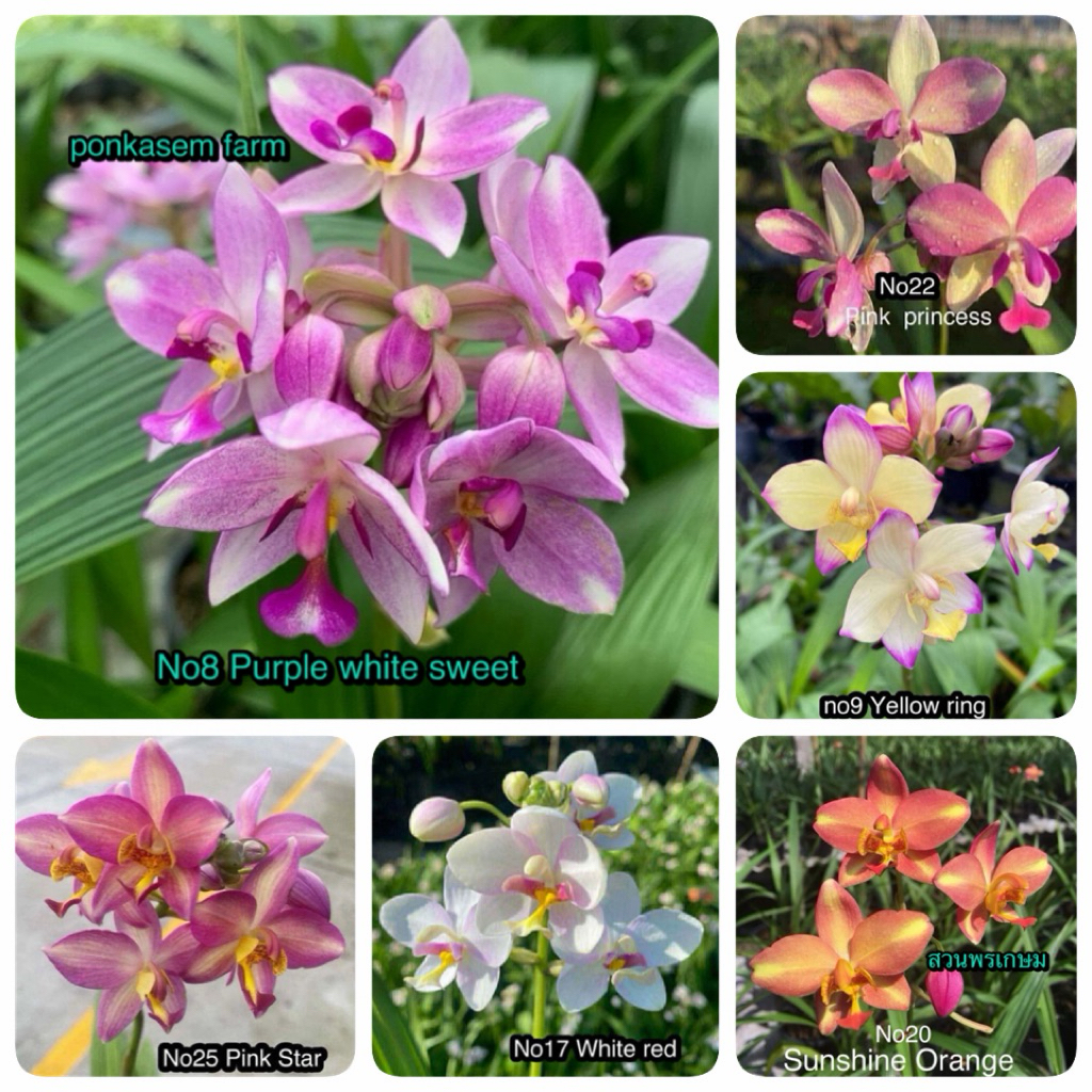 กล้วยไม้ดิน6ต้น6สีสวยๆ-ชุดสีหวานๆ(จัดส่งแบบแกะต้นไม่มีดอก)เลี้ยงง่ายดอกบานนานทน1-3เดือน - รูปที่ 2