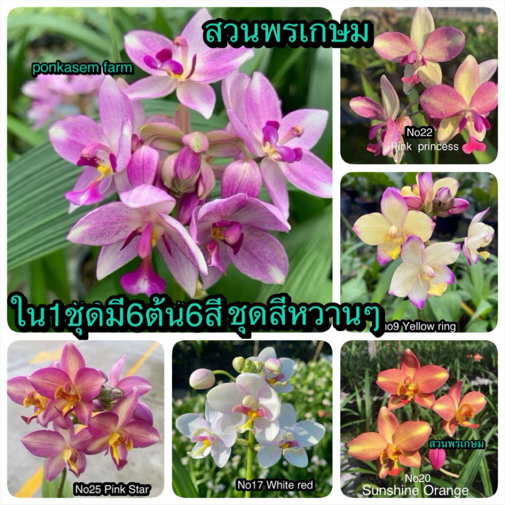 กล้วยไม้ดิน6ต้น6สีสวยๆ-ชุดสีหวานๆ(จัดส่งแบบแกะต้นไม่มีดอก)เลี้ยงง่ายดอกบานนานทน1-3เดือน