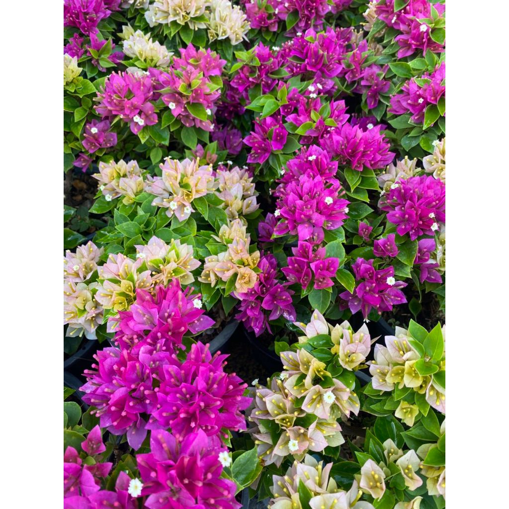 เฟื่องฟ้าสาวิตรีแคระ กระถาง 4 นิ้ว (Bougainvillea hybrid )ไม้ประดับ ไม้มงคล ดอกกระดาษ ตรุษจีน ดอกต่างใบ