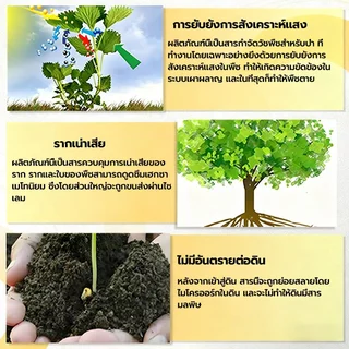 【วัชพืชดื้อ】กำจัดวัชพืช 500g ยาฆ่าตอไม้ ยาฆ่าต้นไม้ใหญ ตรงไปที่ราก สารกำจัดกอไผ่ สากลทุกฤดูกาล ผลติดทนนาน