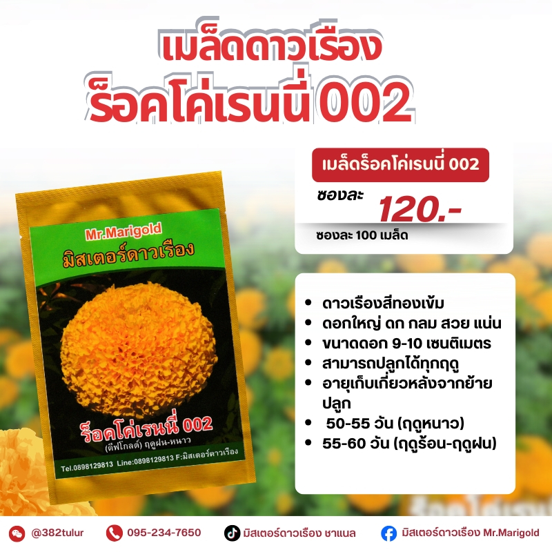 เมล็ดดาวเรืองร็อคโค่เรนนี่002 (100 เมล็ด) / มิสเตอร์ดาวเรือง
