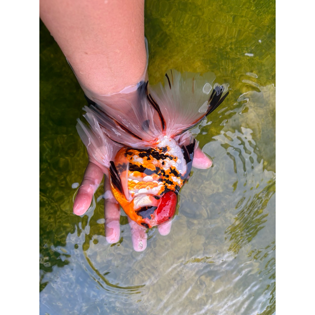 อาหารปลาทองเม็ดจม เร่งสี เร่งโต โปรตีน42%Fishgrow500 กรัม