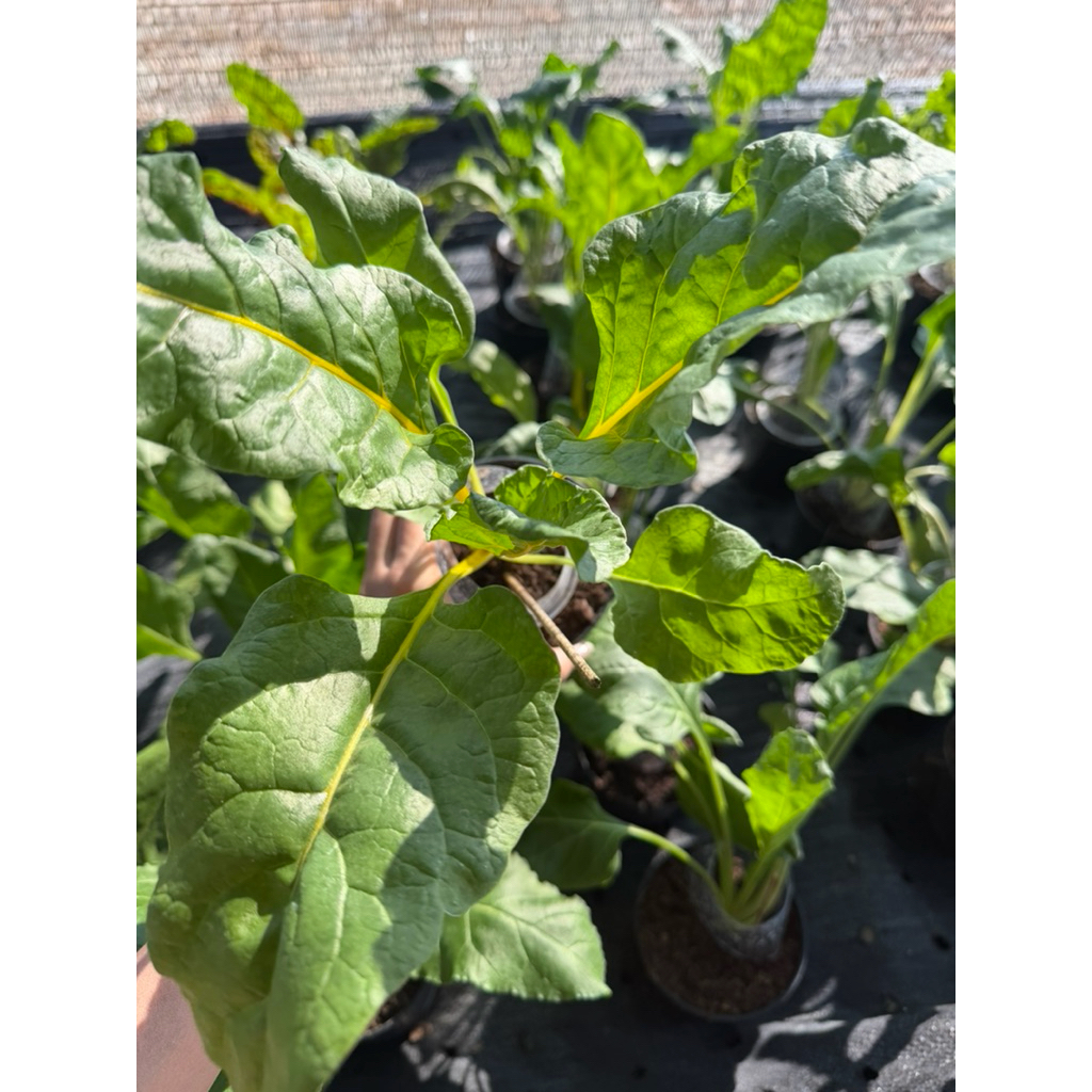 ต้นกล้าสวิสชาร์ด คละสี (Swiss Chard mix Colors) รากเดินดี สามารถนำไปปลูกต่อได้ กระถาง 2 และ 4 นิ้ว - รูปที่ 6