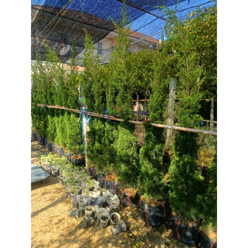 ต้นสนมังกร ความสูง 2 เมตร ไม้ล้อม ส่งแบบตุ้ม🌲