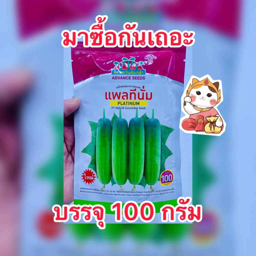 แพลทีนั่ม ใหม่ เมล็ดพันธุ์แตงกวา ตราตะวันต้นกล้า (สิ้นอายุ11/70) บรรจุ100กรัม/ชอง