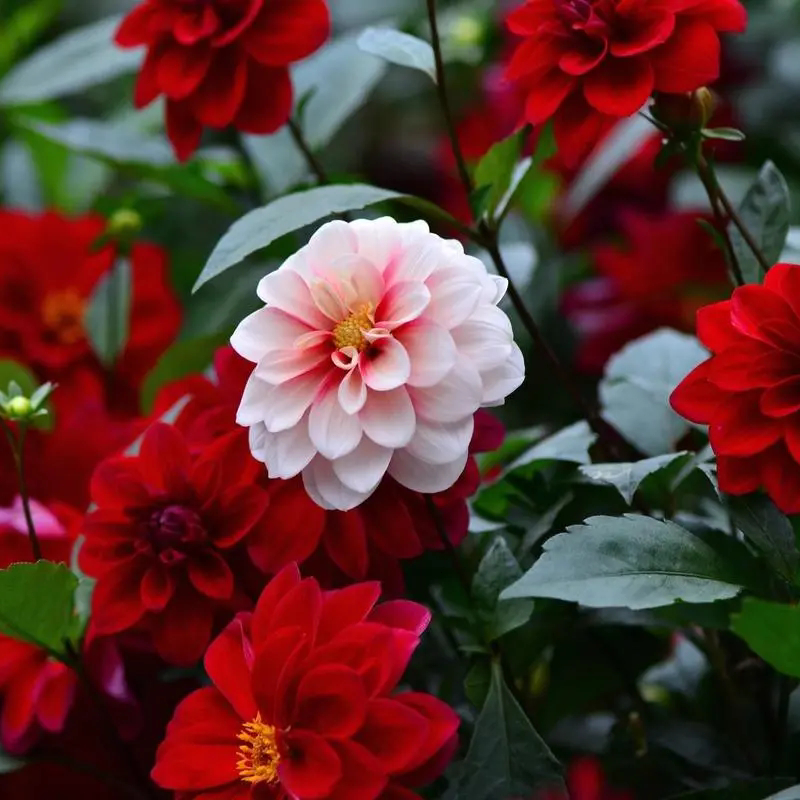 100เมล็ด Dahlia Flower Seeds เมล็ดพันธุ์ ดอกรักเร่คละสี การันตีอัตรางอก เมล็ดพันธุ์ดอกไม้ ไม้ประดับ พันธุ์ดอกไม้ บอนสี - รูปที่ 3