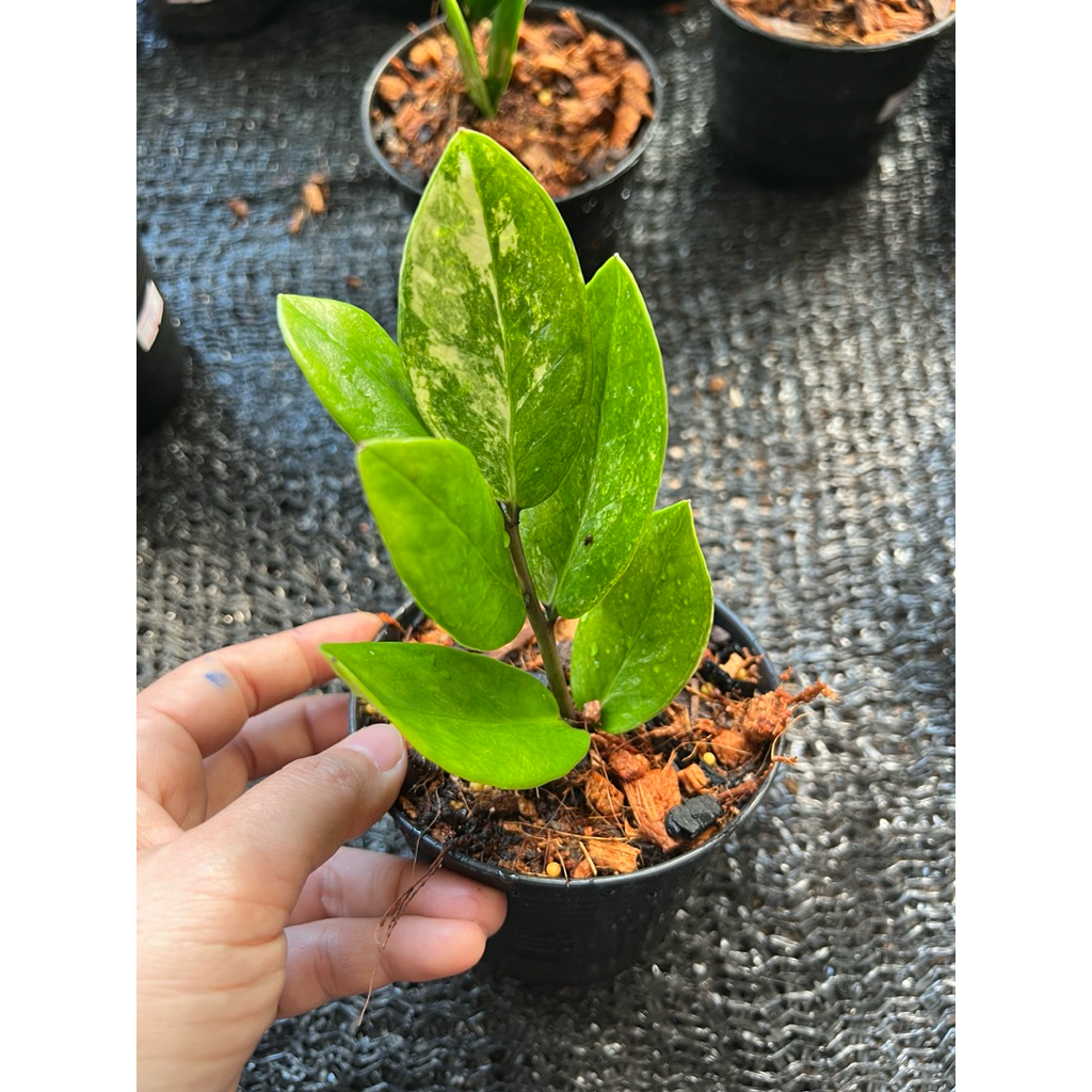 กวักมรกตด่างเหลือง/กระถาง4