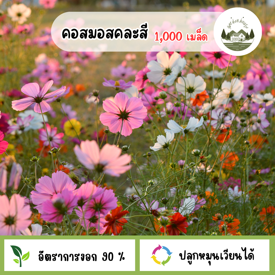 เมล็ดพันธุ์ดอกคอสมอสคละสี 1,000 เมล็ด