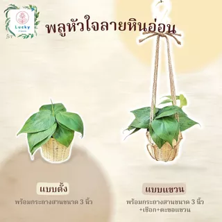 🌱พลูทอง/พลูลาย/พลูงาช้าง/พลูสนิม/พลูบราซิล/พลูหินอ่อน/พลูบราซิลด่างสามสี/พลูหัวใจลาย(แบบตั้ง,แขวน) พร้อมกระถางสาน 3 นิ้ว