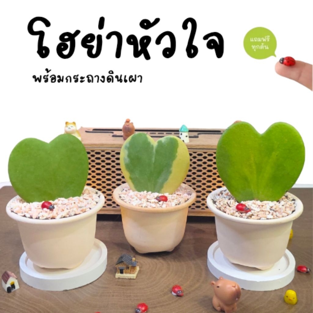 ต้นโฮย่าหัวใจ ต้นหัวใจทศกัณฐ์ + พร้อมกระถาง ราคาถูก