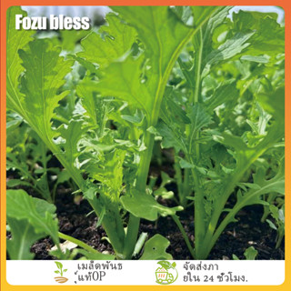 FOZU เมล็ดพันธุ์ ผักกาดหิ่น ผักกาดเขียวน้อย 5000
