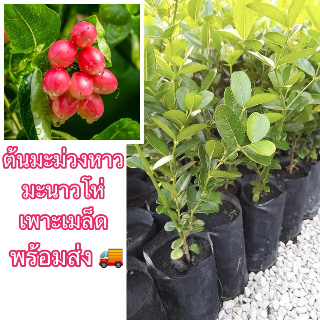 ต้นมะม่วงหาวมะนาวโห่ เพาะเมล็ด(ซื้อขั้นต่ำ2ต้น) ต้นแข็งแรงสมบูรณ์ ผลมีรสชาติเปรี้ยวสะใจ กรอบ อร่อย ดูกดก โตไว