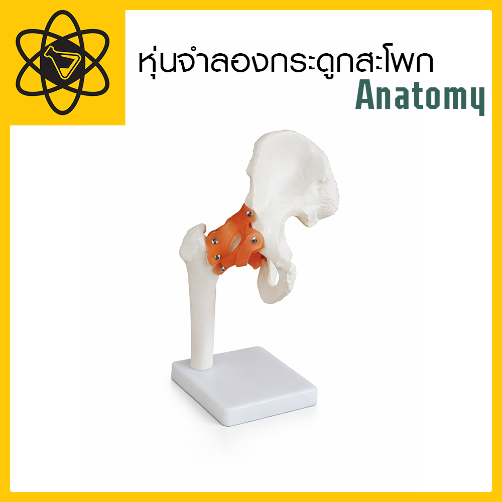 หุ่นจำลองกระดูกสะโพก Anatomy หุ่นฝึกทักษะทางการแพทย์