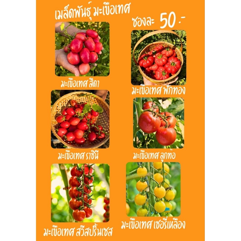 เมล็ดพันธุ์มะเขือเทศ ยอดนิยม