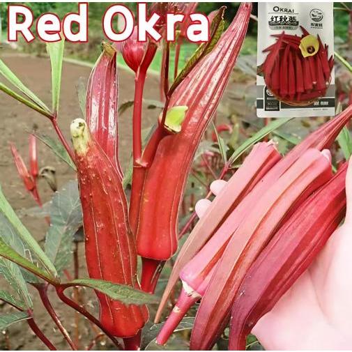 Red okra seeds, various vegetable seeds, organic vegetables, kitchen vegetable seeds, year-round pla