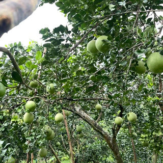 ส้มโอขาวใหญ่อัมพวา - กล่องกลาง