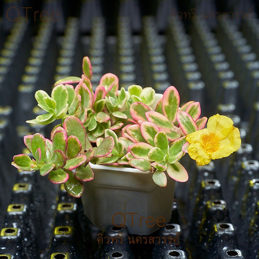 คุณนายไฮโซดอกสีเหลืองในกระถางขนาด 2 นิ้ว - รูปที่ 2