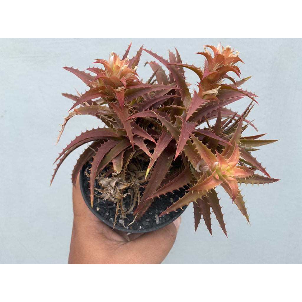 Dyckia From สับปะรดสีแคระ