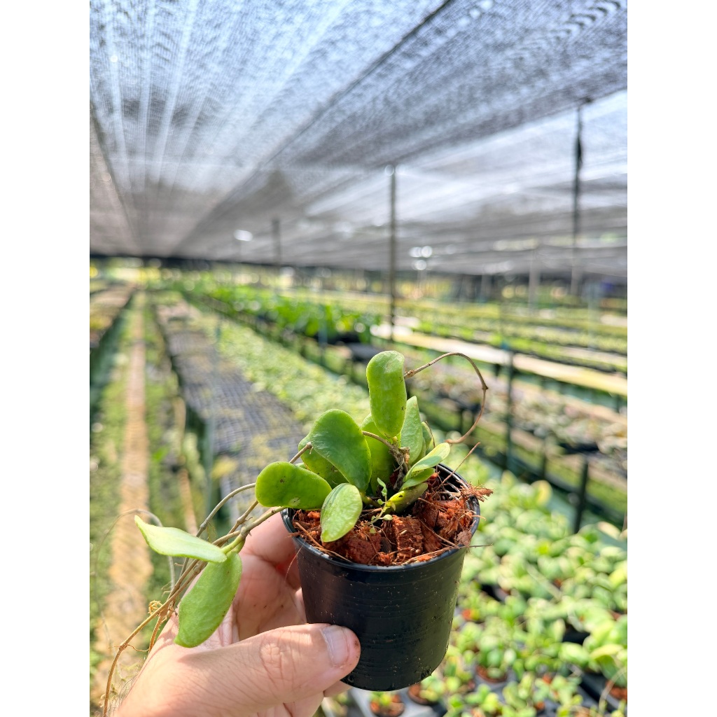 มุมมอง 7