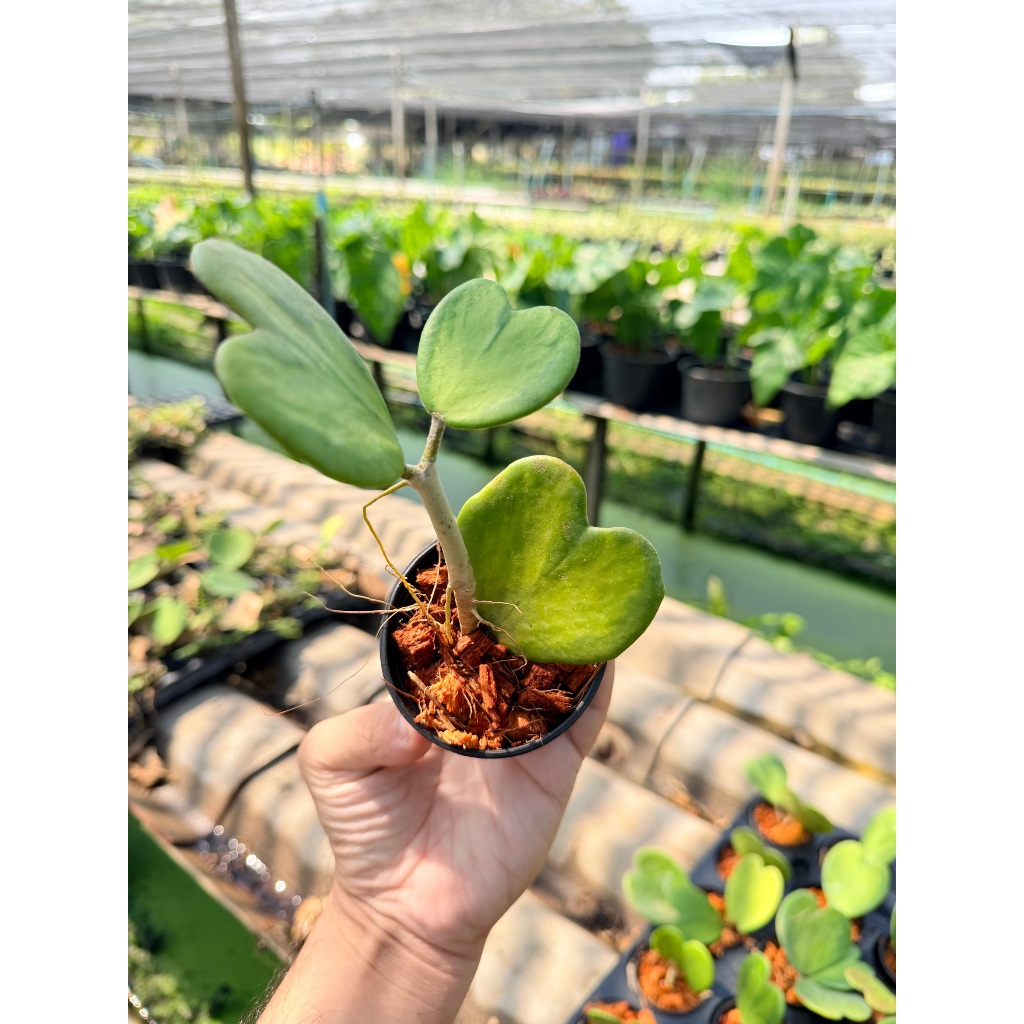 มุมมอง 6