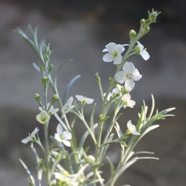 Gomphostigma virgatum ต้นกอมโฟสติมา เวอร์กาตัม ไวท์ แคนดี้ white candy