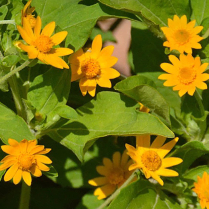 GEMI เมล็ดเก๊กฮวยสีเหลือง 100 เมล็ด อัตราการงอกสูง เบญจมาศเหลือง เมล็ดพันธุ์ ดอกไม้ - รูปที่ 2