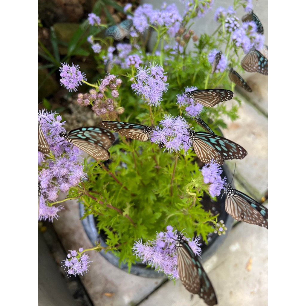 ต้นเกร็กฟลาวเวอร์ (Gregg's Mistflower) หรือที่มักเรียกกันว่า เก๊กฟลาวเวอร์ เป็นไม้พุ่มขนาดเล็กยอดนิยมสำหรับจัดสวน