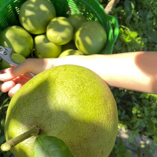 [คัดผิวปานกลาง ทรงสวย] ส้มโอขาวใหญ่อัมพวาแท้ ส่งตรงจากสวน ขายเอง - คละไซส์