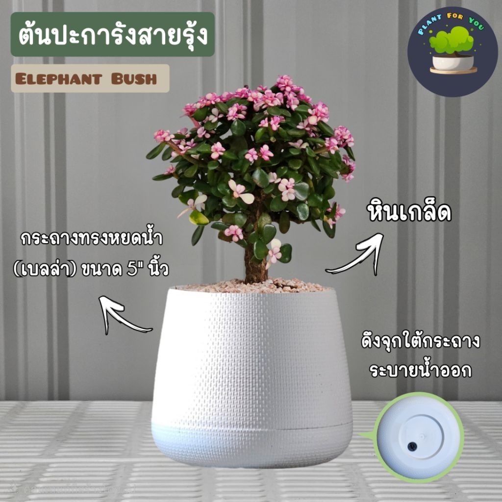 🌳🌈บอนไซต้นปะการังสายรุ้ง พร้อมกระถางครบชุดพร้อมปลูก