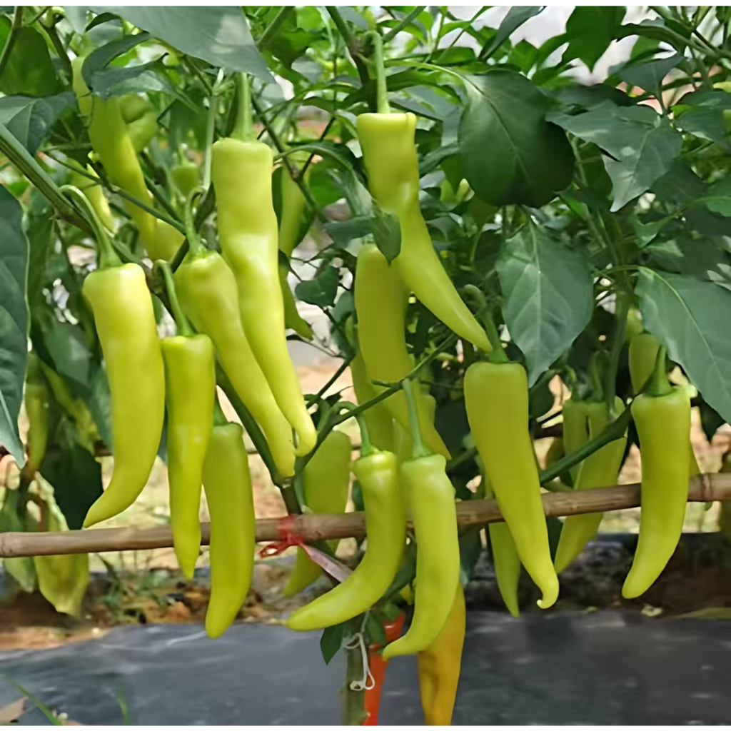 Millet pepper pickled pepper seeds White yellow spicy pepper seeds wild pepper millet spicy four sea