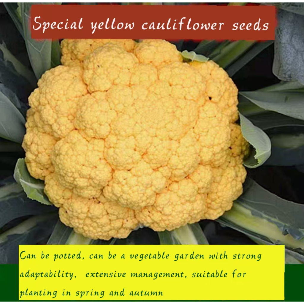 Orange cauliflower seed green stem Pineflower heat-resistant spring and autumn sowing Chinese Academ