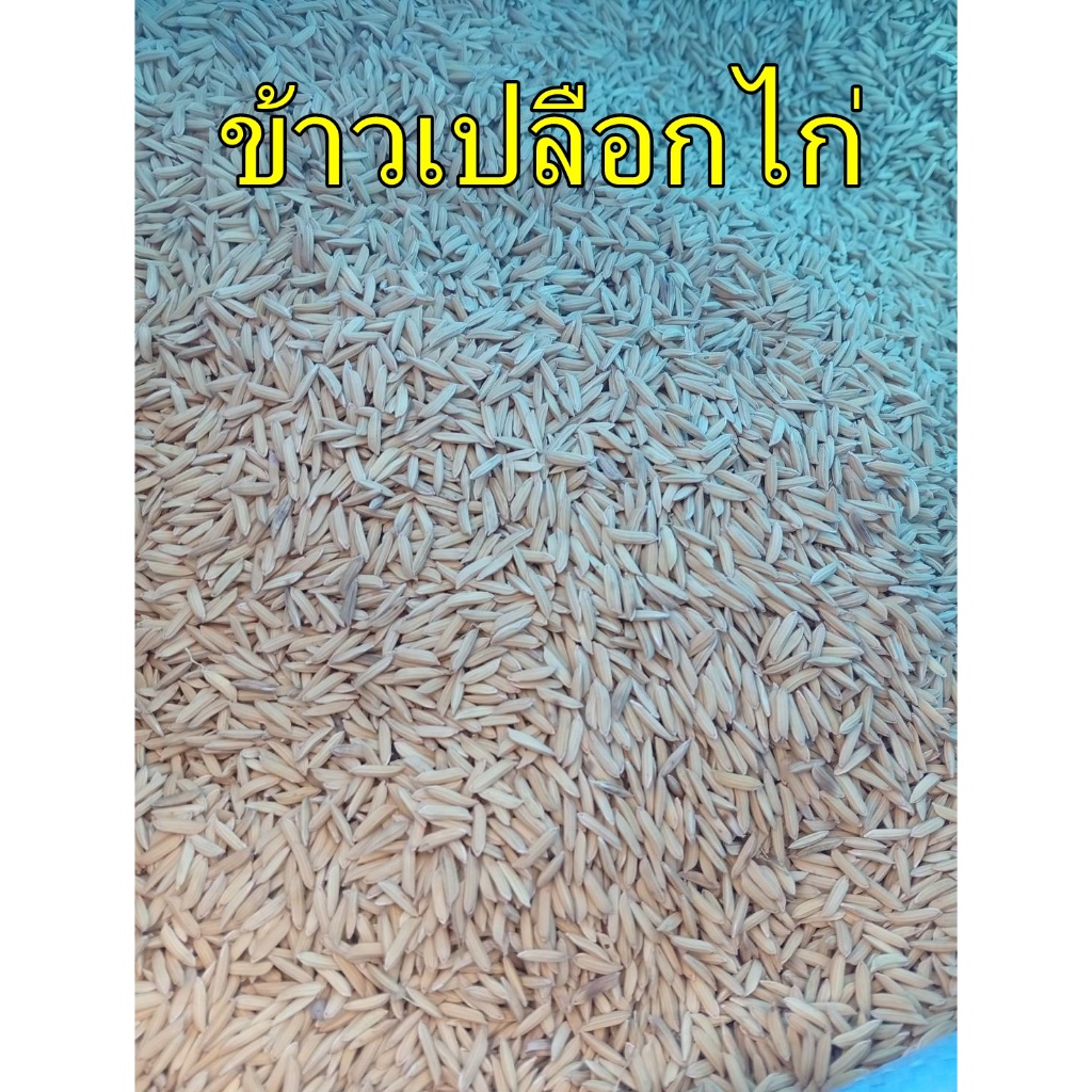 ข้าวเปลือก 10 กิโล ใช้สำหรับเลี้ยงเป็ด ไก่ ห่าน และสัตว์ปีก  ช่วยเพิ่มโปรตีนในสัตว์ทำให้เจริญเติบโตได้เร็ว - รูปที่ 3