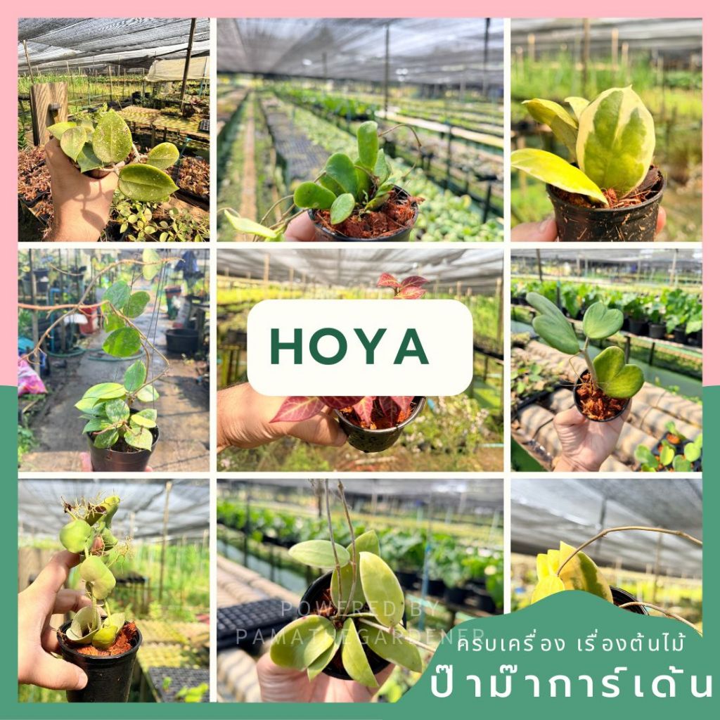 รวมโฮย่า กระถาง 3-8 นิ้ว - Hoya สายพันธุ์ต่างๆ