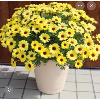 🌱ต้นกล้าแกรนด์ เดซี่โกลด์ 🌼สีเหลือง🪴พร้อมส่ง