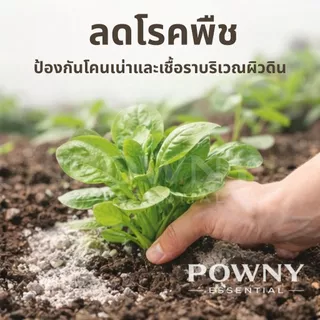 ปูนเปลือกหอย แท้ 100% ฆ่าเชื้อรา แก้ปัญหาใบงอ ใบหยิก รากเน่า เพิ่มแคลเซียม